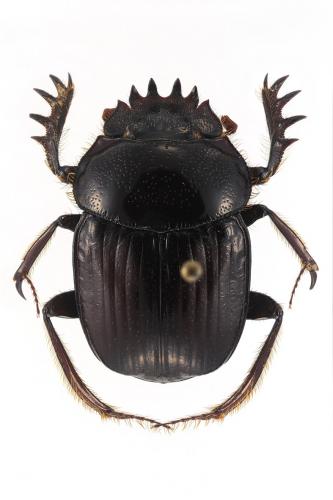 Réf. 218 101 : Scarabaeus furcatus